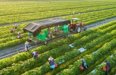 Экологически чистое производство способствует распространению вьетнамской сельскохозяйственной продукции