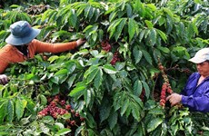 Сотрудничество в построении цепочки производства и поставок кофе, не приводящее к вырубке лесов
