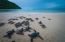Запуск нового медиа-фильма, призывающего к защите морских черепах