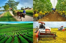 Сельскохозяйственный сектор по-прежнему сосредоточен на трех ключевых программах