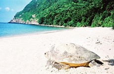 Кондао становится важной зоной сохранения морских черепах в мире
