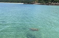 В водах Кото впервые за более чем 10 лет замечена морская черепаха