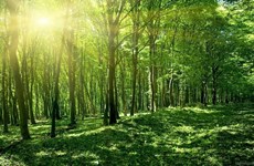 Опубликован национальный план по реализации декларации Глазго о лесах и землепользовании