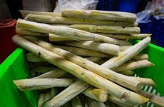 Провинция Хоабинь экспортировала  более 17 тонн свежего сахарного тростника  в США