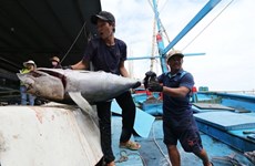 Экспортные заказы на тунца во Вьетнаме будут расти
