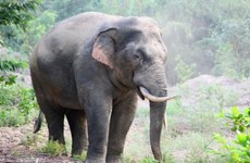 Провинция Донгнай сохраняет диких слонов методом гармоничного сосуществования