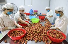 Официально: Вьетнам будет строго контролировать соблюдение правил, связанных с зонами выращивания и упаковочными мощностями