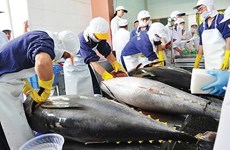 UKVFTA способствует повышению конкурентоспособности вьетнамского тунца