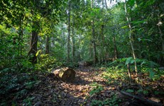 Продавая углеродные кредиты от лесов, Вьетнам получил 41 миллион долларов США