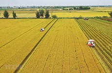 Повышение рентабельности и устойчивости производства риса в дельте Меконга