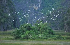 Усилия по защите диких перелетных птиц во Вьетнаме