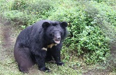 В национальном парке Батьма открылся центр спасения медведей
