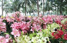 В Ханое открывается фестиваль цветов 2023