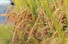 Государственно-частное партнерство в проекте по производству высококачественного риса