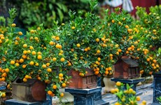 Почему вьетнамцы украшают свои дома персиками, абрикосами и кумкватами во время Тэта?  