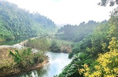 Куангбинь посадит 50.000 местных деревьев в местном природном заповеднике
