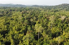 Обсуждение проблем развития лесного хозяйства Вьетнама