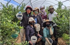 Австралия открывает двери для вьетнамских сельскохозяйственных рабочих