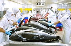 Экспорт тунца, по прогнозам, вновь станет источником миллиардных доходов