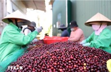 Цены на кофе и перец продолжат расти из-за дефицита поставок