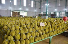 Сельскохозяйственная продукция Вьетнама привлекает иностранных покупателей