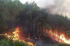 Премьер-министр просит разработать эффективные превентивные решения против лесных пожаров