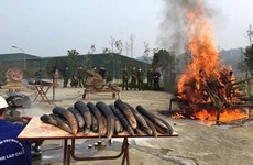Всемирный день защиты слонов: уничтожение слоновой кости должно стать обычной практикой во Вьетнаме