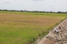 Засуха, вторжение соленой воды угрожают сельскому хозяйству и местной жизни в дельте Меконга