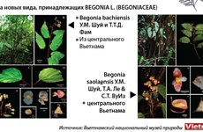 Во Вьетнаме обнаружены новые виды растений и насекомых