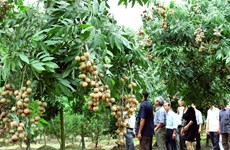 В Ханое выращивают 1.000 гектаров высокотехнологичных фруктовых угодий