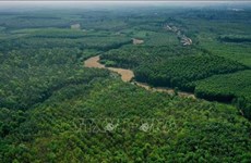 Площадь лесов в центральном регионе за 2015-2019 годы увеличилась на 374 тыс. га.