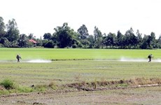 Крупнейший в стране производитель риса расширяет передовые модели ведения сельского хозяйства