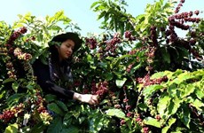 В 2021 году ожидается рост экспорта кофе