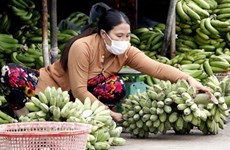 Камау работает над увеличением стоимости бананов и их производства