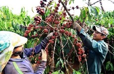 Экспорт кофе из Вьетнама на рынок Великобритании значительно сократился