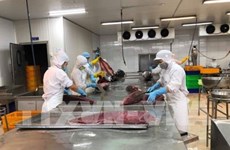 Экспорт тунца из Вьетнама в ЕС резко вырос благодаря EVFTA