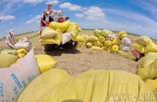 Компания из Кантхо экспортирует 15 тыс. тонн риса в РК