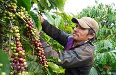 Ожидается, что экспорт кофе из Вьетнама вырастет
