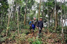 Устойчивые средства к существованию, необходимые для сохранения лесов