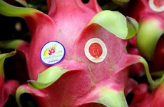 Биньтуан стремится защитить ГУ драгонфрута в Японии