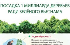 Посадка 1 миллиарда деревьев ради зеленого Вьетнама