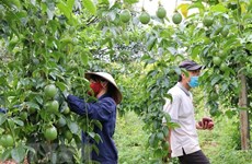 У Вьетнама остается большой потенциал для экспорта сельхозпродукции в Венгрию