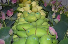 Донгтхап расширяет рынок экспорта манго