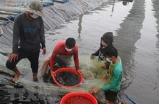 РК помогает повысить продуктивность аквакультуры во Вьетнаме