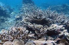Кханьхоа прилагает усилия для сохранения морских экосистем