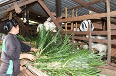 Провинция Виньфук продолжает реализовать программу устойчивого сокращения бедности