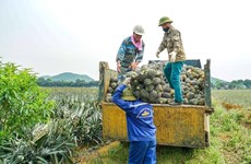 Сельскохозяйственный сектор ищет пути увеличения экспорта