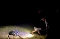 Поездка на остров Бaйкань - Кондао, чтобы увидеть, как черепахи каждую ночь откладывают сотни яиц