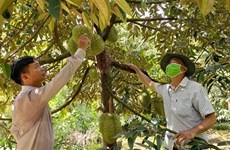 В 2023 году город Кантхо будет экспортировать первую партию дурианов в Китай
