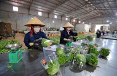 Гидропонные овощи из провинции Ламдонг экспортируются в Сингапур и Южную Корею
